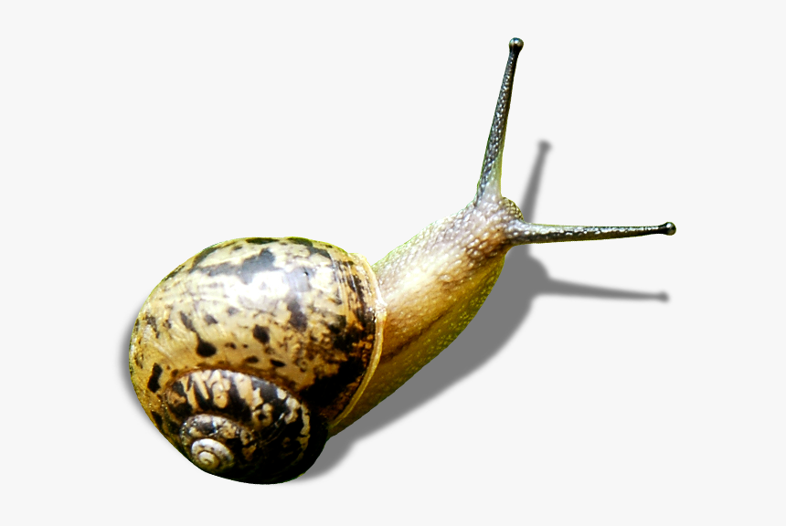 Snails Png Download - Lymnaeidae, Transparent Png, Free Download