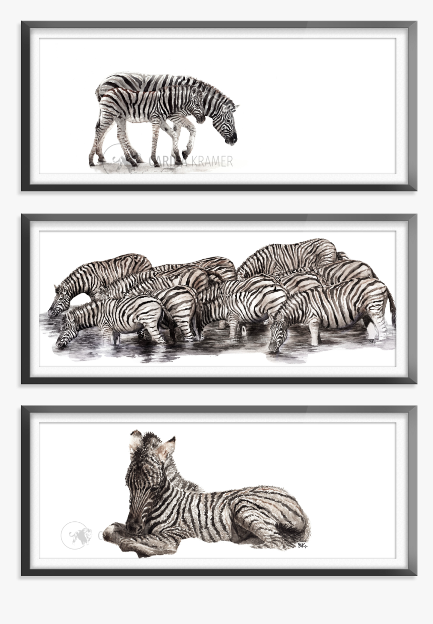 Zebra Collection - Zebra - Zebra, HD Png Download, Free Download