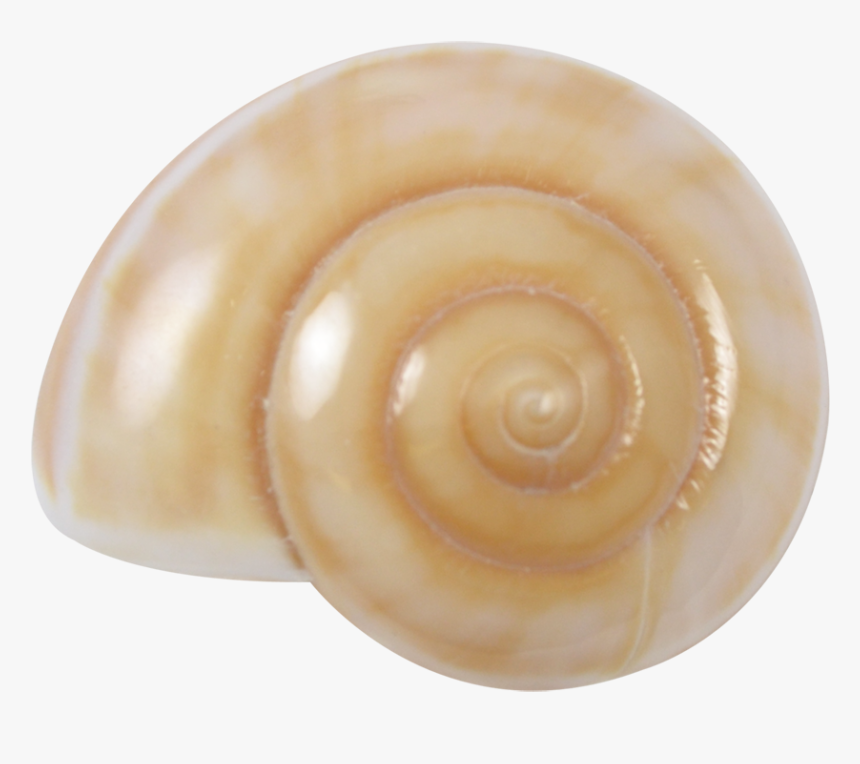 Light Brown Land Snail Shell 2-2 - Spiral, HD Png Download, Free Download