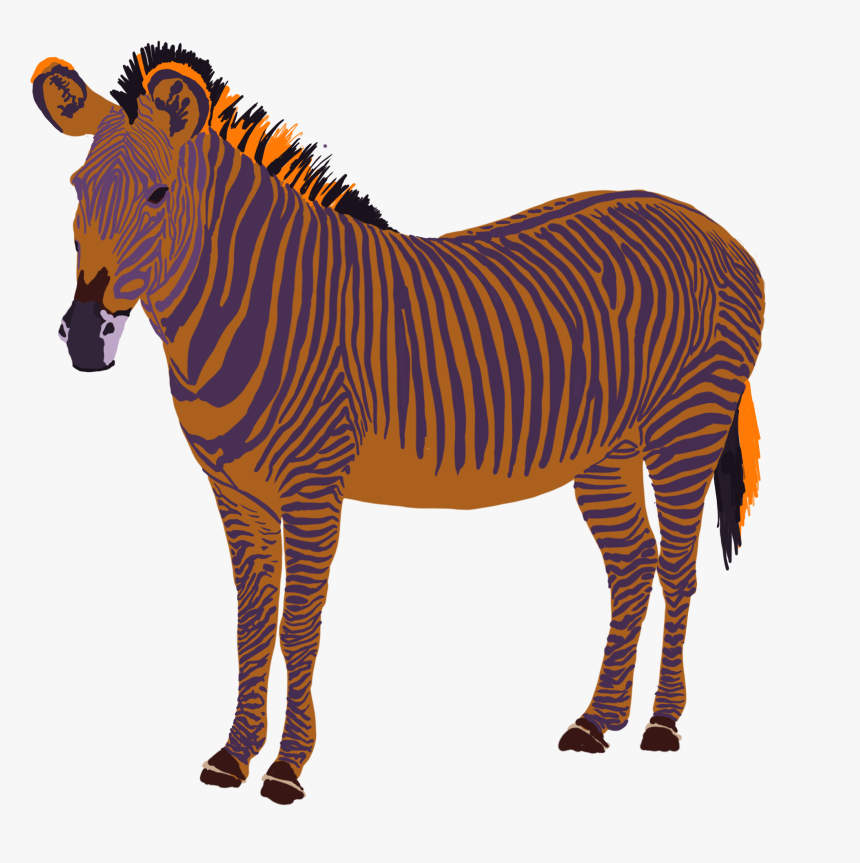 Zebra, HD Png Download, Free Download