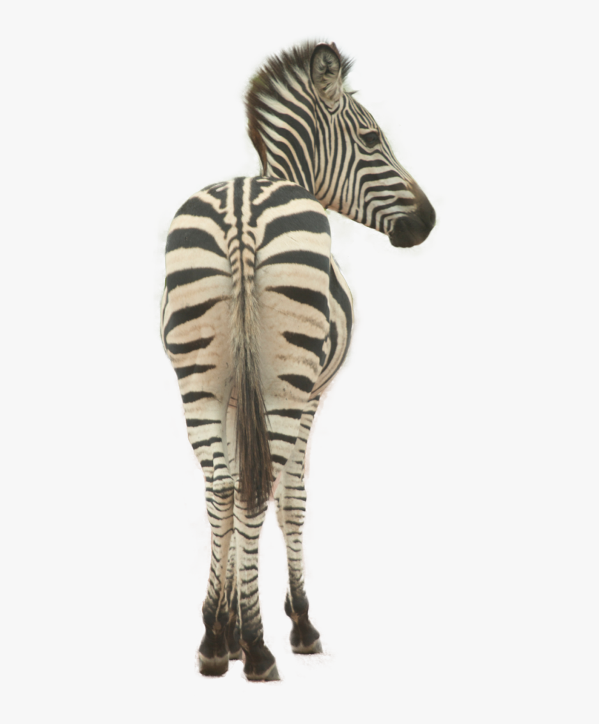 Zebra, HD Png Download, Free Download