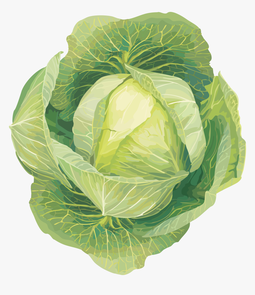 Cabbage Clip Art Free