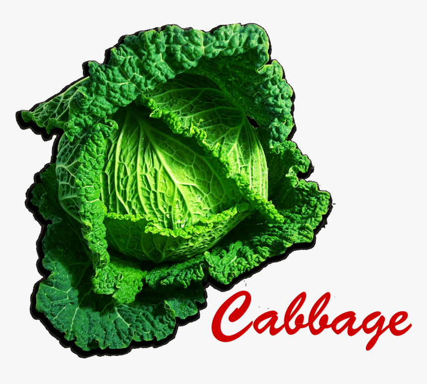 Cabbage Png Picture - Savoy Cabbage, Transparent Png, Free Download