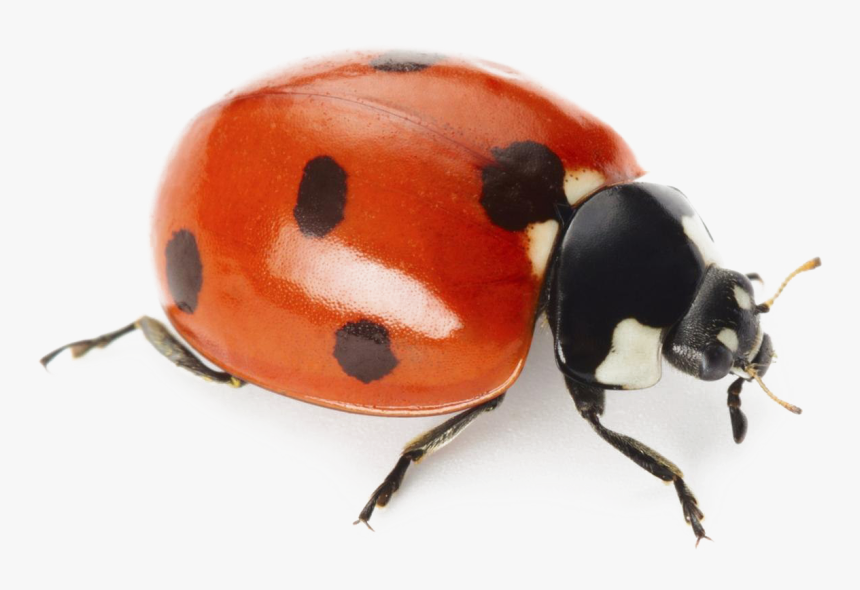 Ladybug Png Clipart Background - Ladybird On White Background, Transparent Png, Free Download