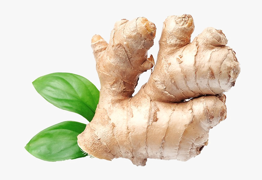 Ginger Png Download Image - Ginger Png Transparent, Png Download, Free Download