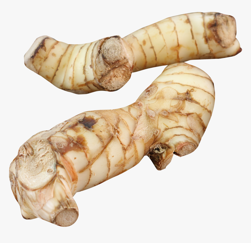 Galangal Png, Transparent Png, Free Download