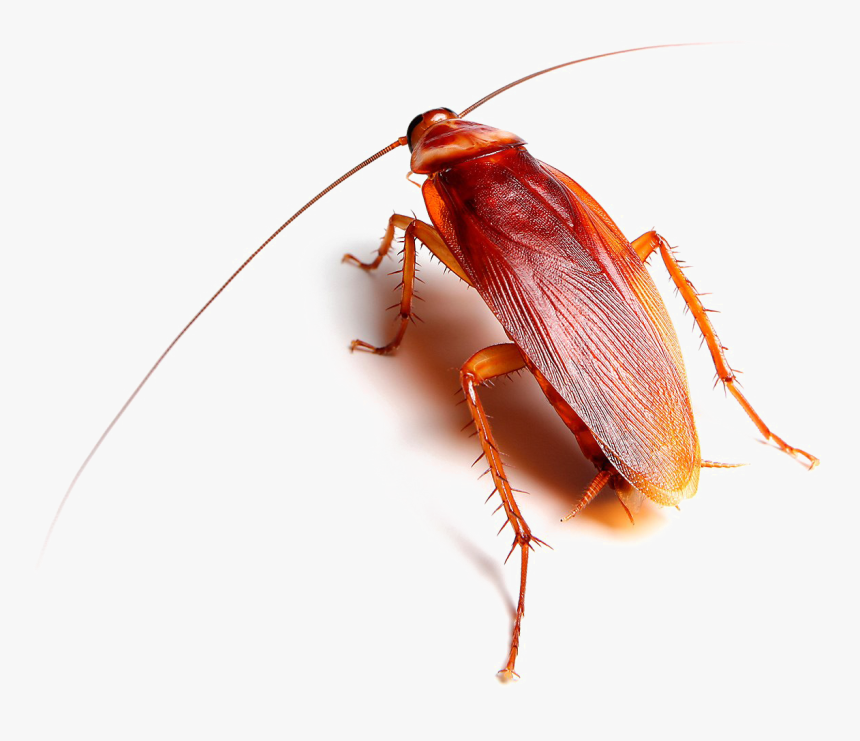 Transparent Roach Png - American Kinds Of Cockroach, Png Download, Free Download