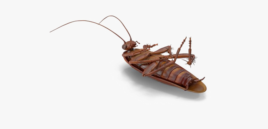 Cockroach Png No Background - Membrane-winged Insect, Transparent Png, Free Download