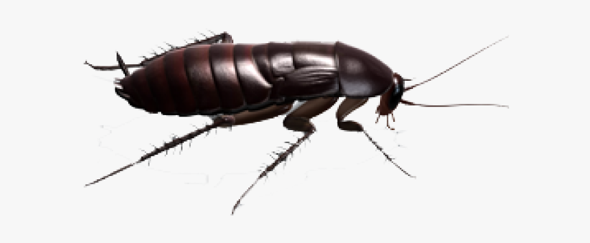 Cockroach Png Transparent Images - Cockroach, Png Download, Free Download