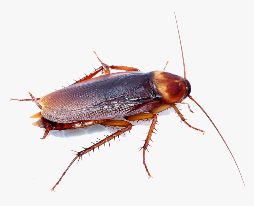 Texas Water Bug, HD Png Download, Free Download