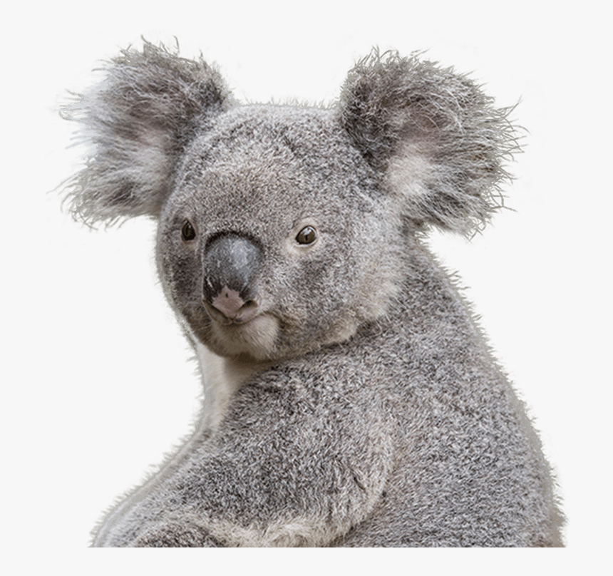 Transparent Koala Bear Background Hd Png Download Kindpng