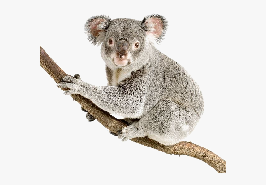 Koala Png Transparent Background - Koala Png, Png Download, Free Download