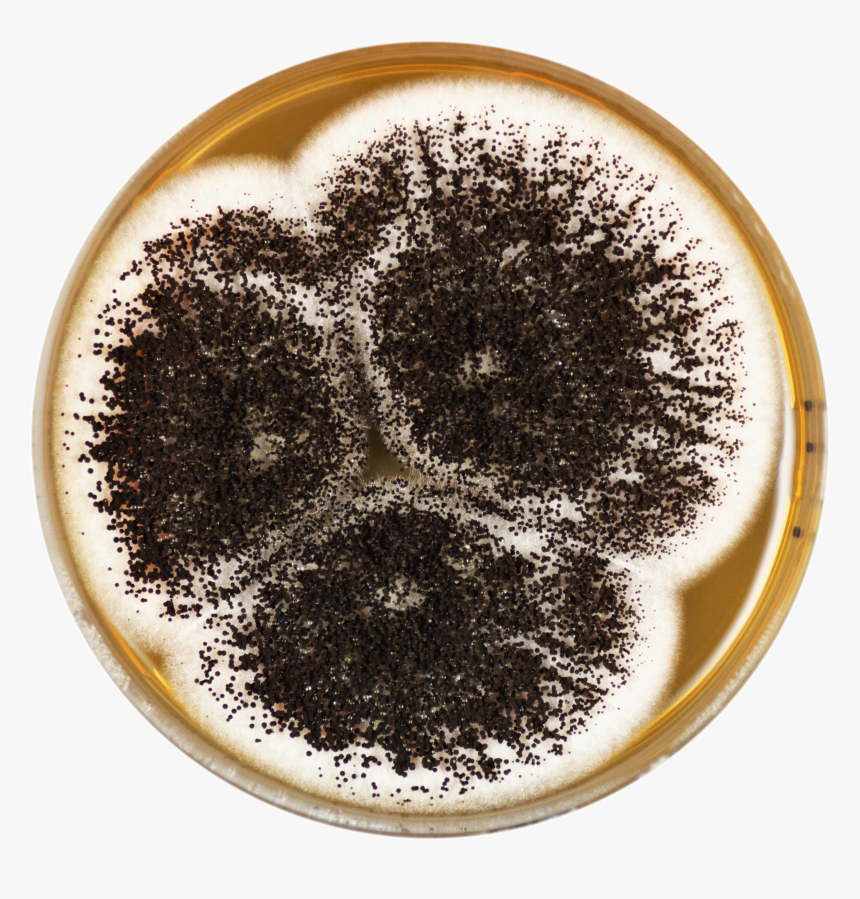 Aspergillus Ibericus Meaox - Aspergillus Nigri, HD Png Download, Free Download