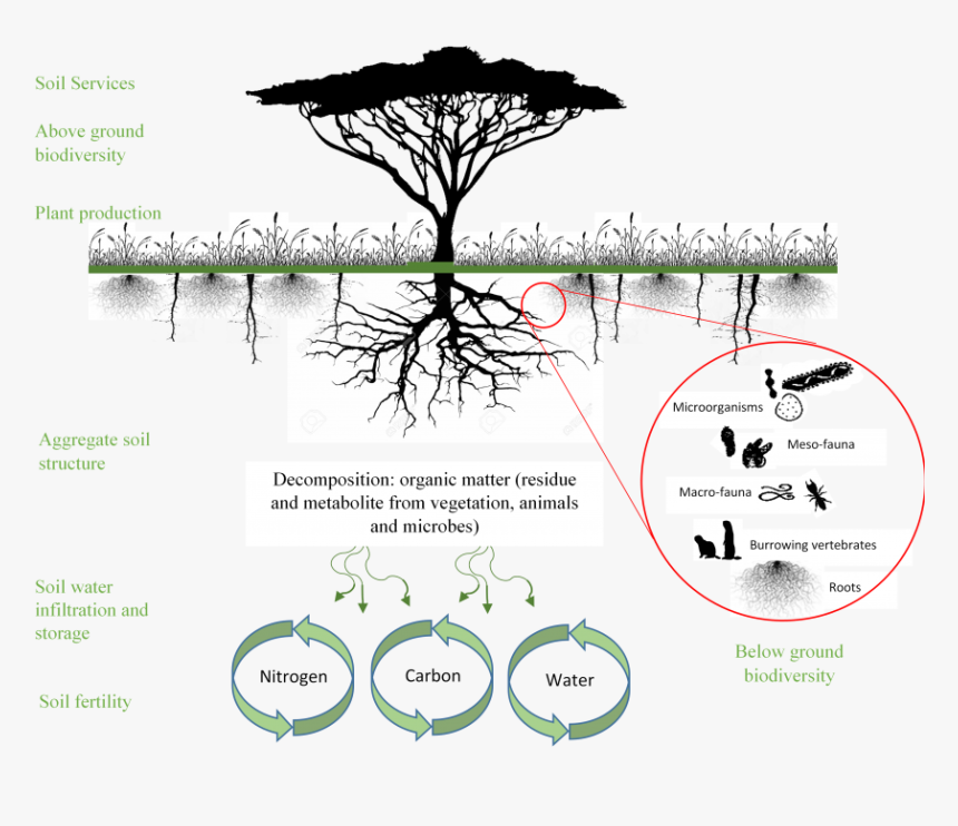 Matter structure. Soil Carbon. Soil fauna. Organic matter. Soil Analysis boaring.