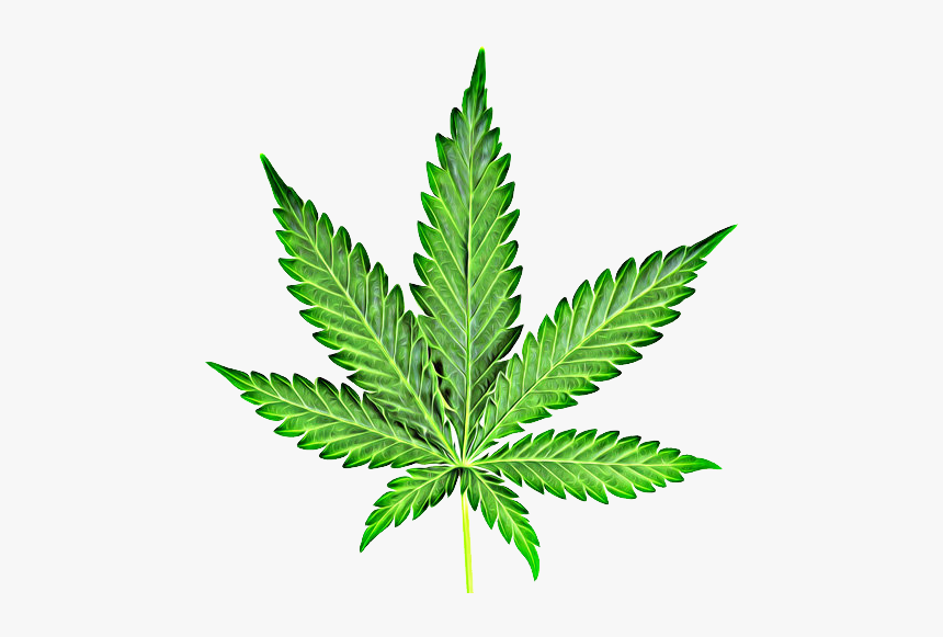 Cannabis - Weed Png, Transparent Png, Free Download