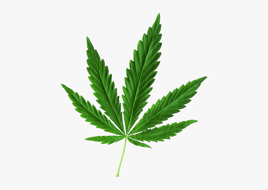 Best Marijuanas Stocks 2019, HD Png Download, Free Download