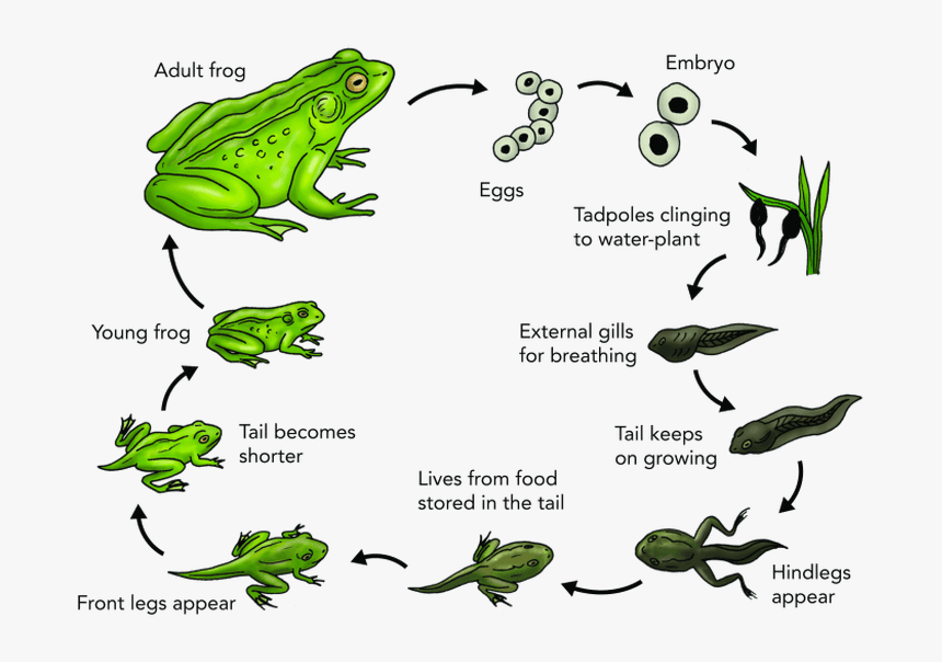 Frog Transparent Egg - Stages Life Cycle Of Frog, HD Png Download - kindpng