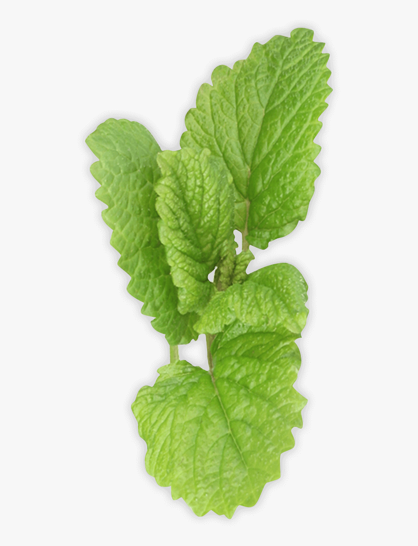 Pepermint Png - Spearmint Transparent Background, Png Download, Free Download