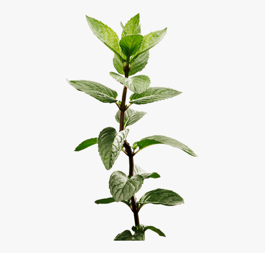 Peppermint Plant Image, HD Png Download, Free Download