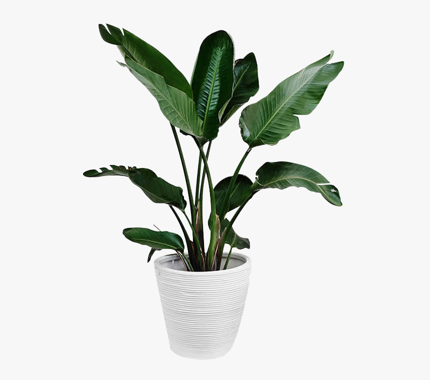 Green Plants Png - Transparent Indoor Plant Png, Png Download, Free Download