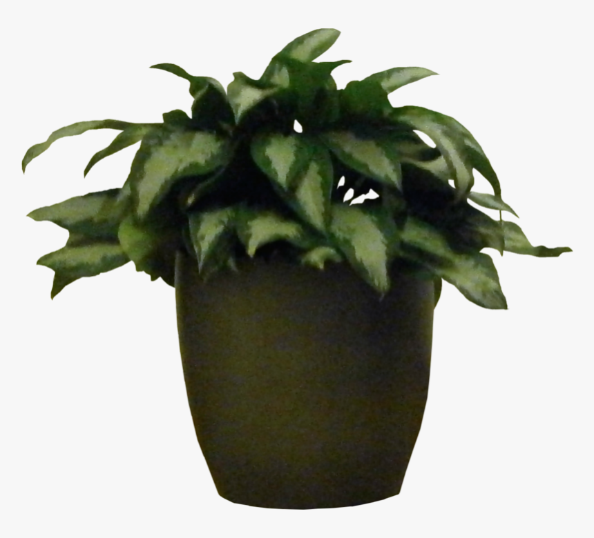 Potted Houseplants - House Plants Png, Transparent Png, Free Download