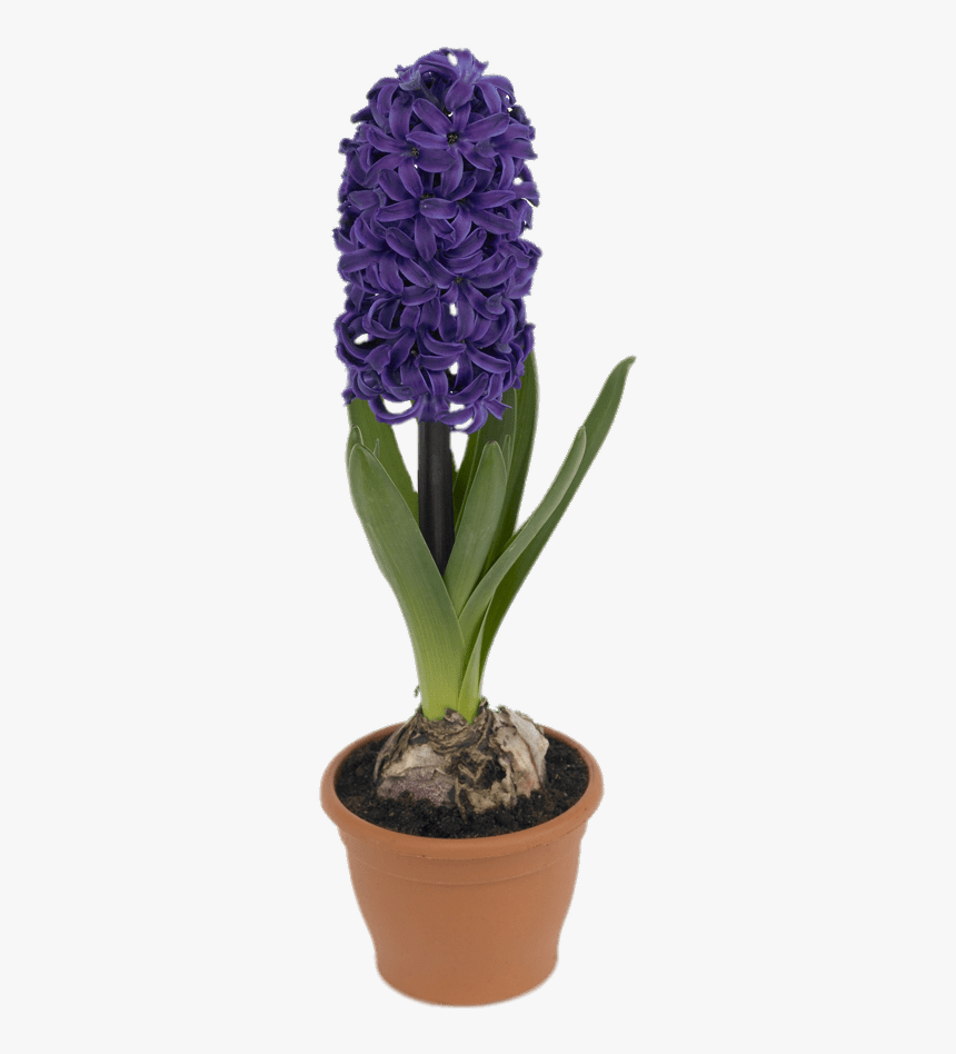 Potted Hyacinth - وکتور سنبل سفره هفت سین, HD Png Download, Free Download