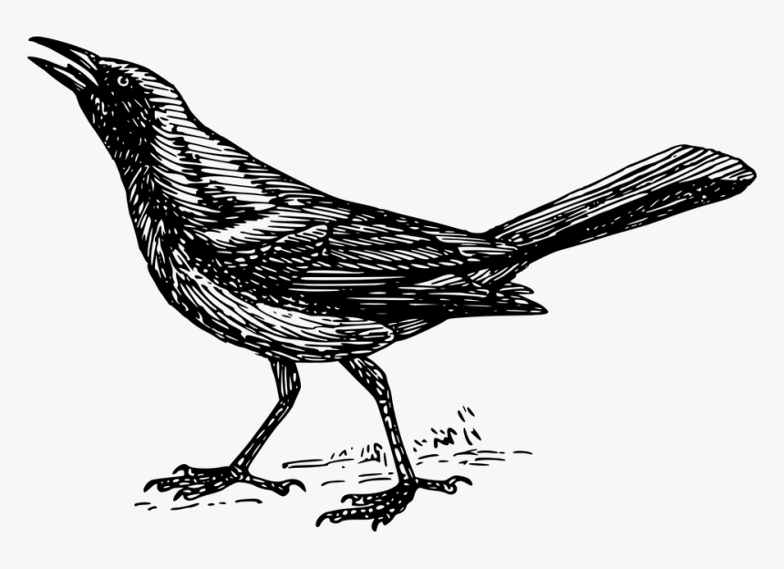 Drawing Of A Grackle, HD Png Download, Free Download