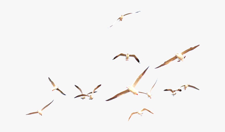 #gull #gulls #bird #birds #ocean #sea #beach #fly #swan - Flock, HD Png Download, Free Download