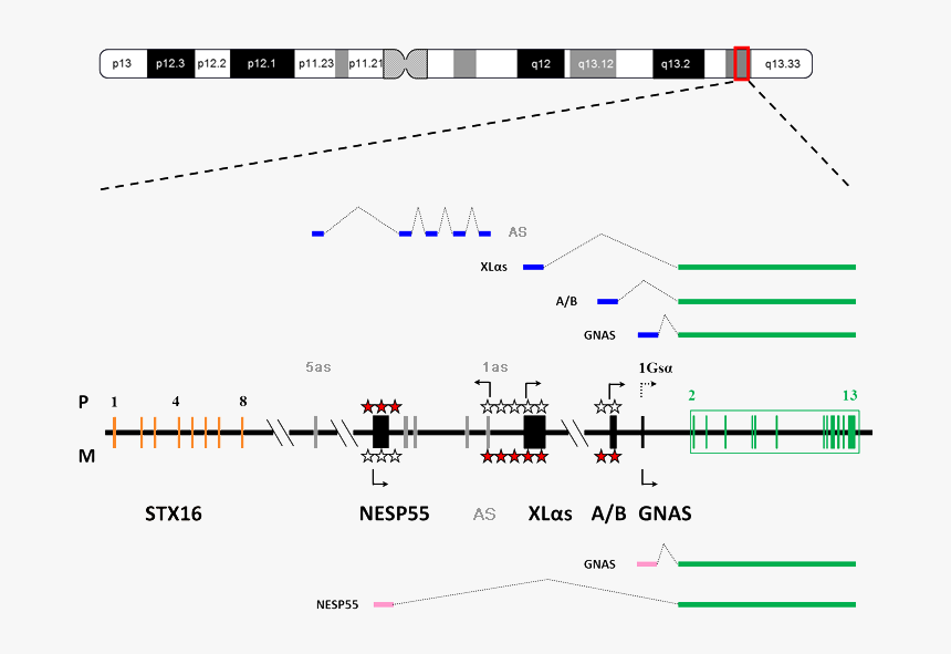 Diagram, HD Png Download, Free Download