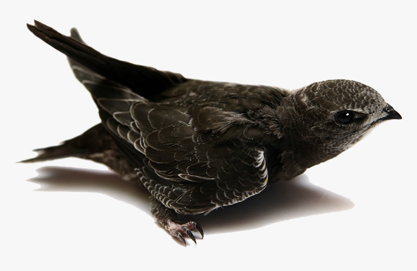 Swift Baby Bird, HD Png Download - kindpng