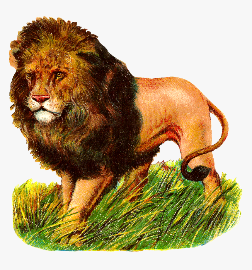 Antique Images Wild Lion Stock Image Digital - Lion Vintage Animal Transparent, HD Png Download, Free Download