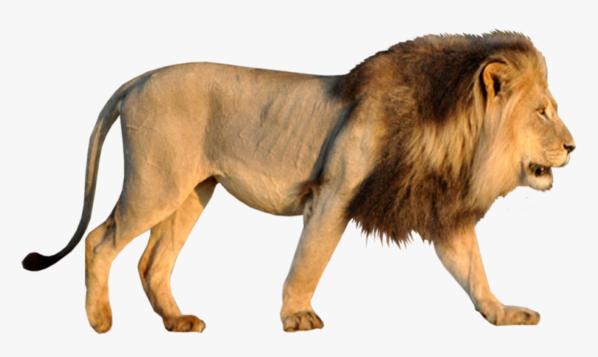 Lion Images Hd Psd, HD Png Download, Free Download