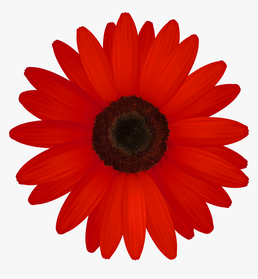 Daisy Clipart Png, Transparent Png, Free Download