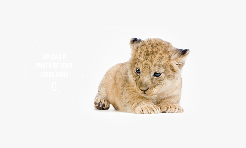 Lion, HD Png Download, Free Download