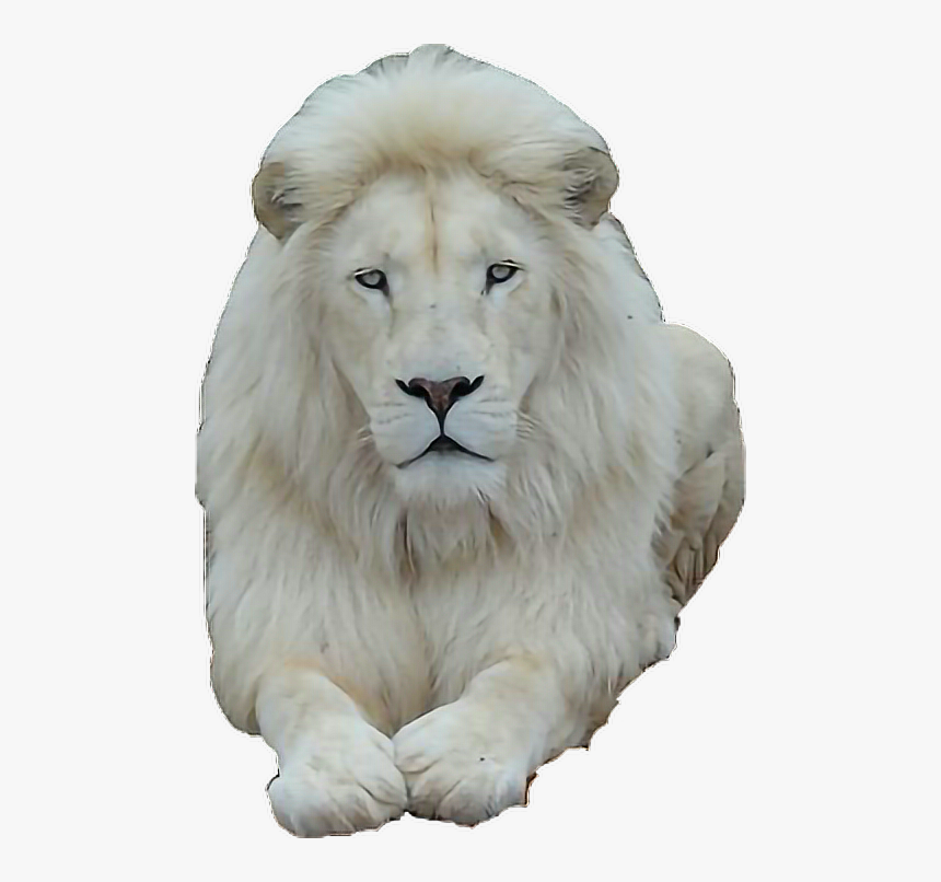 #whitelion #lion#freetoedit - Photography Lions In Love, HD Png Download, Free Download