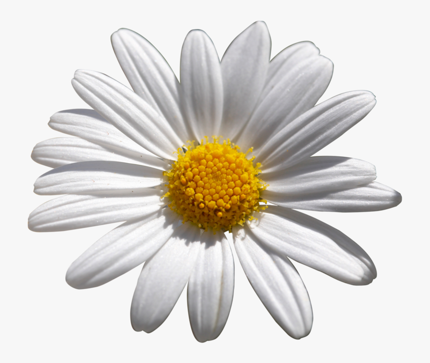 Common Daisy Flower Shasta Daisy African Daisies - Common Daisy, HD Png Download, Free Download