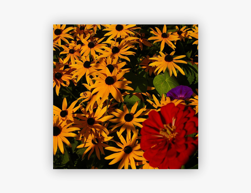 African Daisy - Black-eyed Susan, HD Png Download, Free Download