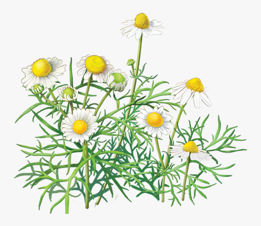 Camomile Png Image, Free Flower Picture - Chamomile Transparent Background, Png Download, Free Download