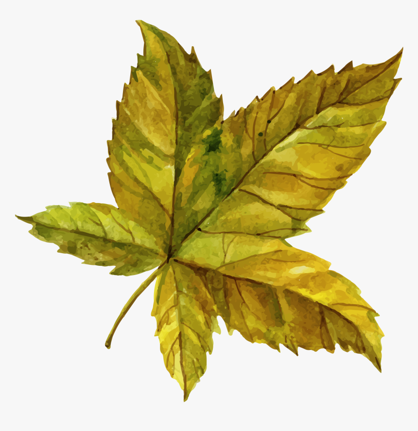 Maple Leaf, HD Png Download, Free Download