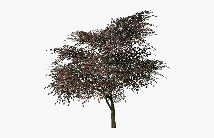 Japanese Trees Png - Japanese Pine Tree Png, Transparent Png, Free Download