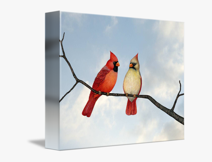 Transparent Cardinal On Branch Clipart - Northern Cardinal, HD Png Download, Free Download