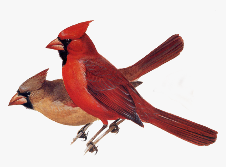 Peterson Field Guide To Birds, HD Png Download, Free Download