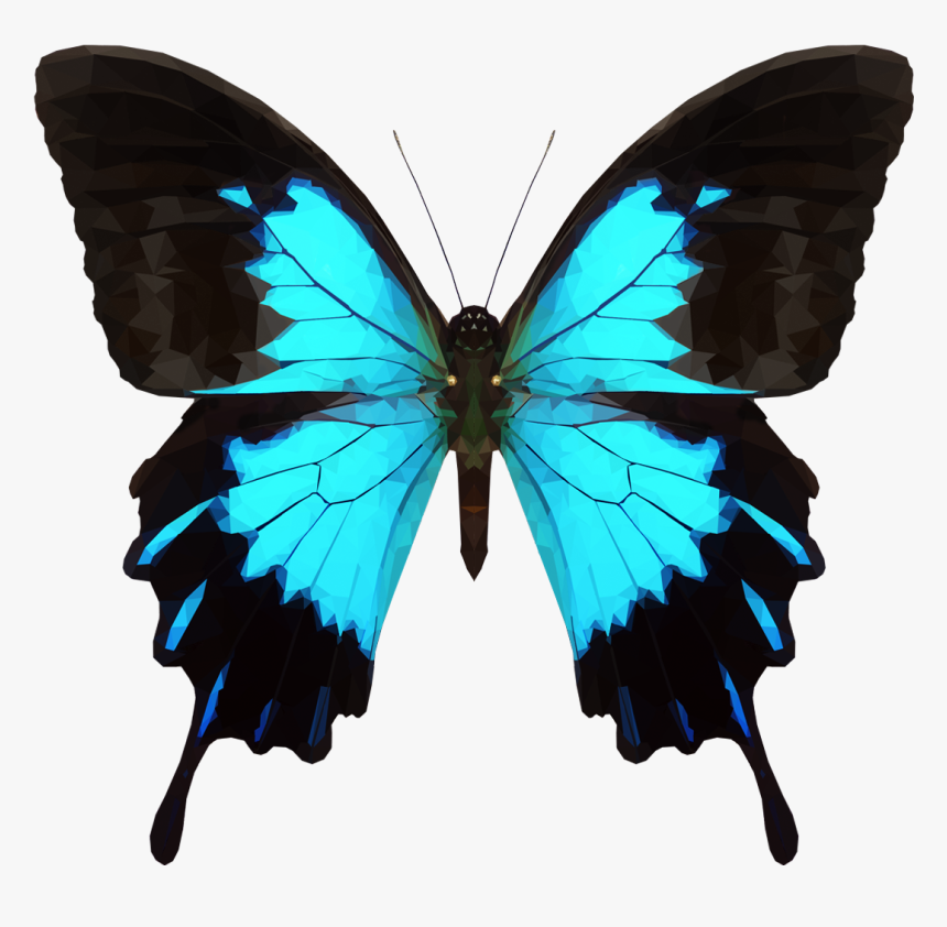 Transparent Butterfly Transparent Png - Blue Black And White Butterflies, Png Download, Free Download