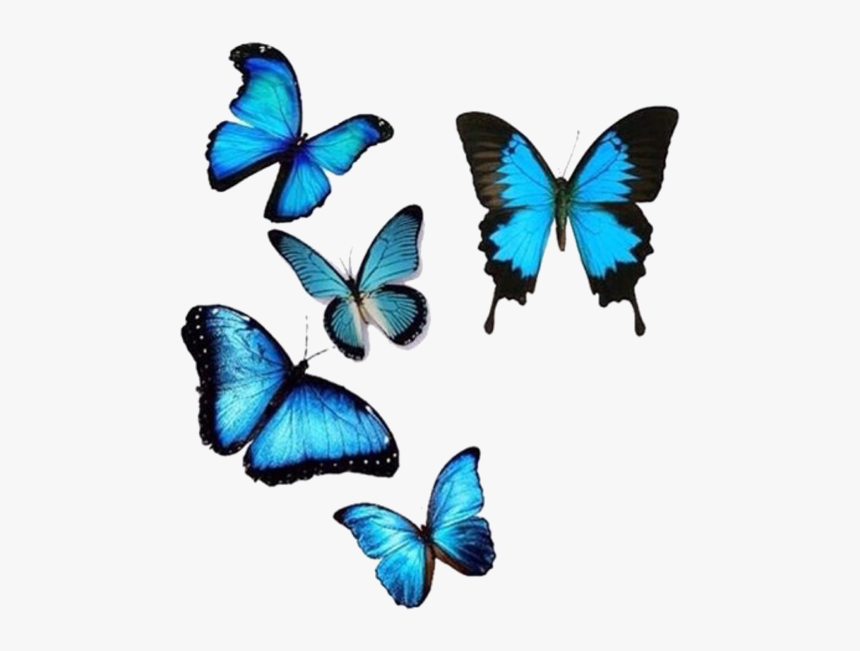 Blue, Butterflies, And Png Image - Butterfly, Transparent Png ...
