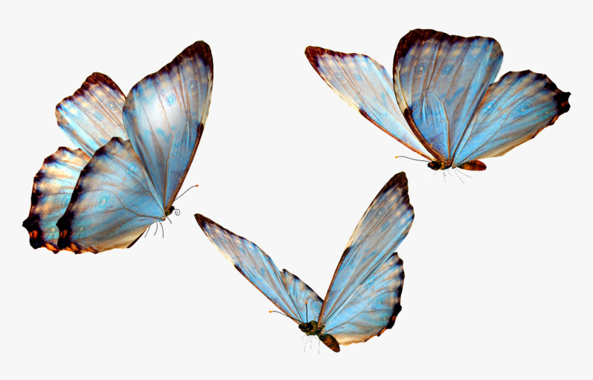 Flying Butterfly Transparent - Butterfly Png, Png Download, Free Download