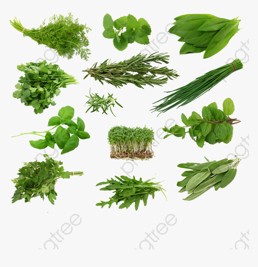 Herbs Grass Spices Png - Kind Of Herb, Transparent Png, Free Download