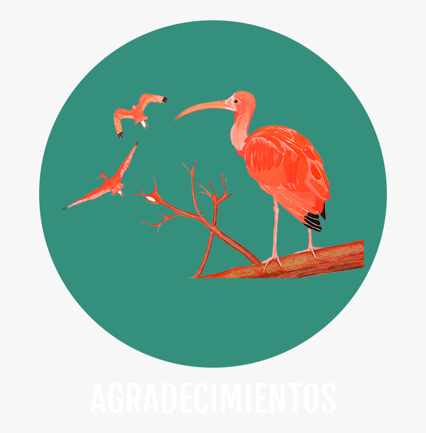 Ibis, HD Png Download, Free Download