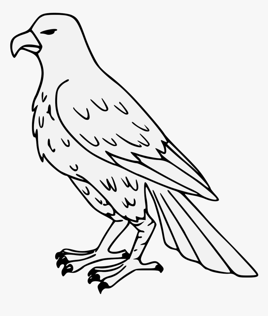 Falcon Png, Transparent Png, Free Download