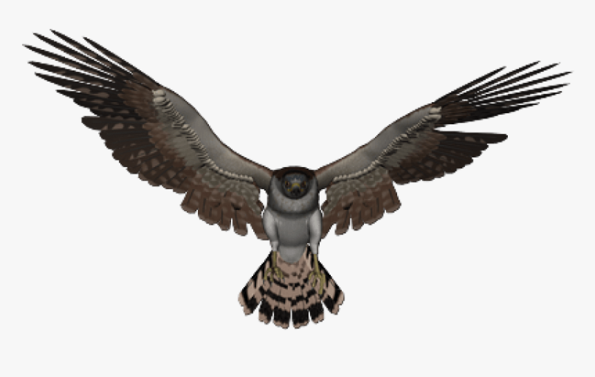 Free Png Download Falcon Png Images Background Png - Falcon Transparent Background, Png Download, Free Download