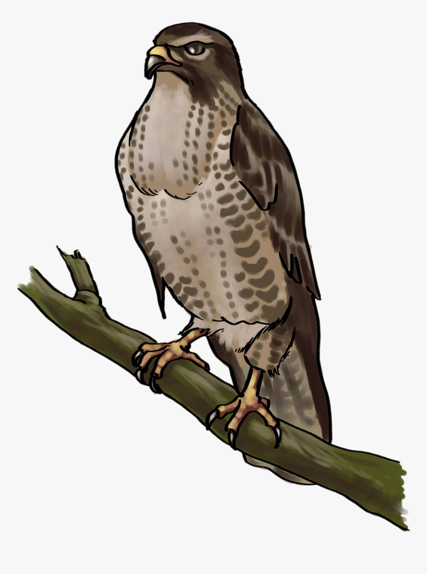 Cooper"s Hawk Clipart Transparent - Cooper's Hawk Clipart, HD Png Download, Free Download